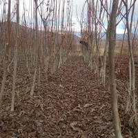 نهال گردو|حراج|بروجرد, |دیوار