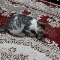 گربه گم شده درصفادشت|گربه|صفادشت, |دیوار