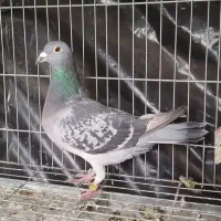 کبوتر پلاکی