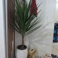 گل آپارتمانی یوکا بزرگ