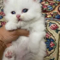 واگذاری بچه گربه پرشین