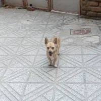 سگ پا کوتاه