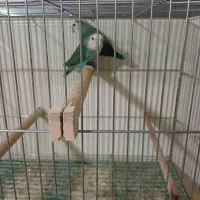 گرینچیک|پرنده|فولادشهر, B2|دیوار