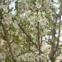 خانه باغ|فروش خانه و ویلا|مشهد, شیرحصار|دیوار