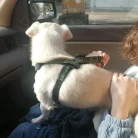 یک سگ اشپیتز سالم گواهی سلامت دارد جهت واگذاری