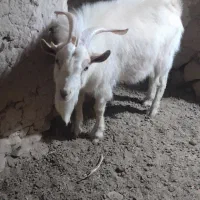 نربزسانن نژاددار|حیوانات مزرعه|درمیان, |دیوار