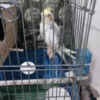 یه جفت عروس هلندی نرو ماده درحال تخم گذاری|پرنده|ماهدشت, |دیوار