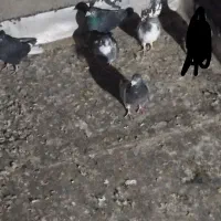 پنج عدد کبوتر پرشی|پرنده|اقبالیه, |دیوار