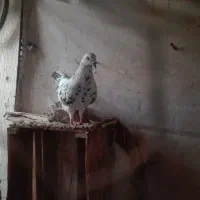 کبوتر|پرنده|گرگان, |دیوار