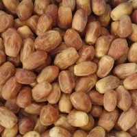 چند تن زاهدی در جه یک بی نمونه