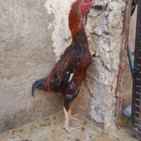 مرغ و خروس لاری اصیل|حیوانات مزرعه|تربتحیدریه, کلاته توکلی|دیوار