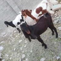 دو عدد کهره نر|حیوانات مزرعه|امیدیه, |دیوار