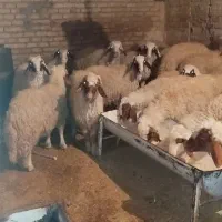 بره نر|حیوانات مزرعه|سرپل ذهاب, |دیوار