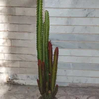 حراج گل آفروبیا قرمز