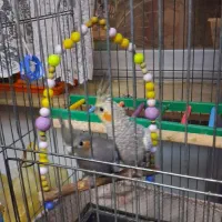 عروس هلندی تازه دون خور وسرلاکی