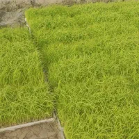 تیم نشا|خدمات باغبانی و درختکاری|شفت, |دیوار