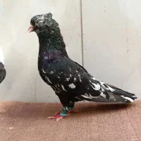 کفتر‌کبوتر‌کلاغ‌چپ‌طوقی‌کله‌سار‌سرور|پرنده|مشهد, خواجه ربیع|دیوار