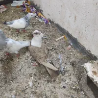 کفتر|پرنده|شیراز, شهرک بهشتی|دیوار