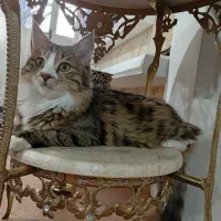 گربه خانگی|گربه|میاندوآب, |دیوار