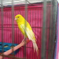 یک عدد قناری نر رسمی بلند جوان سالم|پرنده|قزوین, |دیوار