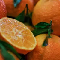 فروش عمده نارنج