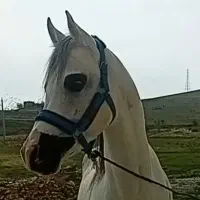 اسب عرب مصری