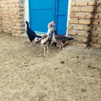 مرغ خروس لاری