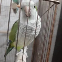 طوطی راهب دستی  (سخنگو)