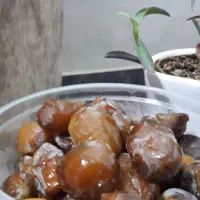 رطب برحی