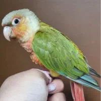 گمشده