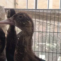 جوجه نیمچه اردک روسی، اسرائیلی
