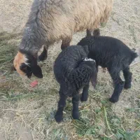 شیشک فروشی|حیوانات مزرعه|پاسارگاد, |دیوار