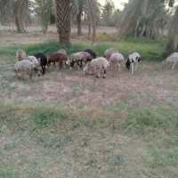 باسلام تعداد سیزده عدد کاور چینی و تعدادی بز|حیوانات مزرعه|کرمان, |دیوار