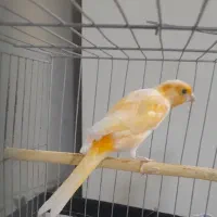 قناری نر بخون پروفایل