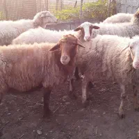 بره|حیوانات مزرعه|سنگر, |دیوار