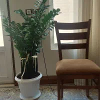 زاموفیلیا سبز|گل و گیاه طبیعی|شاهین‌شهر, فردوسی|دیوار