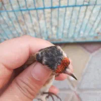 سهره سرسیاه زاغ کامل سرش سیاهه