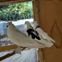 سه عدد کبوتر