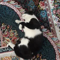 بچه گربه نیازمند سرپرست