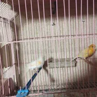 جفت قناری آماده تخم|پرنده|تربت جام, عیدی آباد|دیوار