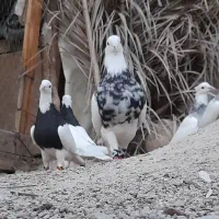 جفت شازده، طوقی سیاه|پرنده|شیراز, ارم|دیوار