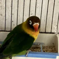 کوتوله نر کار رنگ خاص