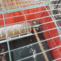 سهره نر جوجه سال ریزه خون|پرنده|تهران, هاشمی|دیوار