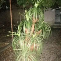 درختچه مصنوعی