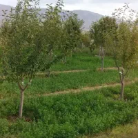 باغ ۸ساله در شهر هیر