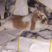 اطلاعیه مهم قبل خرید حتما بخونید