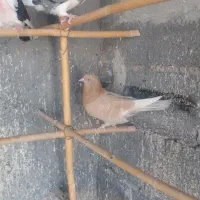 کبوترپرشی زرد|پرنده|ساوه, |دیوار