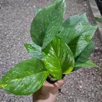پتوس نشایی سبز و ابلغ