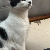 واگذاری فوری گربه قشنگم|گربه|مشکیندشت, |دیوار