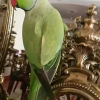 فروش انواع طوطی ملنگو و عروس هلندی|پرنده|بیرجند, |دیوار